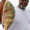 Steve Nealy of Houston hefts this nice sheepshead caught on shrimp