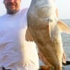 Tommy Shivers of Jasper TX landed and released this HUGE 32inch Bull Drum while fishing shrimp