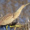 Waterbirds