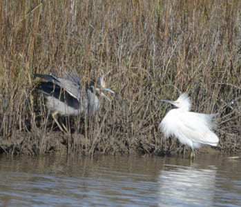 Plumes are occasionally used in aggression, as this Snowy and YCNH are having one of those territorial disputes occasionally seen. It never amounts to much.