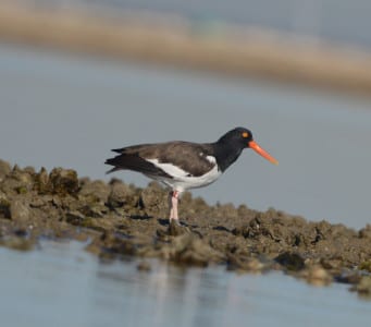 They are in a separate family from all other shorebirds, with (generally) dark&white ones where there are beaches and black ones where it’s only rocky shores. If you see a banded oystercatcher, try to get the number and report it to me.