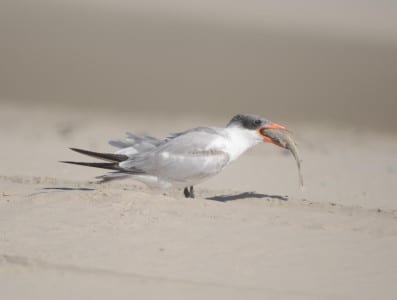 This winter plumaged Caspian Tern is showing off his large, red bill and a Sand Trout he (somehow) can swallow. His sandy lunch musta been caught in Silicon Valley.