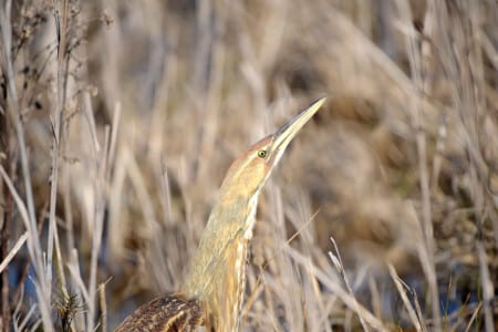 The bill tells you they are closely-related to herons and egrets, spearing their food with dagger-like precision.