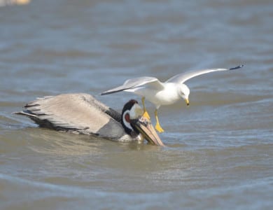 This Ring-billed Gull (breeding plumage adult) is fishing from a hapless Brown Pelican. If I was that pelican I’d dunk that rude dog.