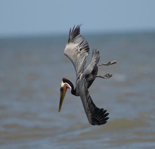 All dark pelicans of the World dive into the salt water for their fish, with this adult Brown feeding with friends off SLP. You can even see the totipalmate feet – fully webbed.