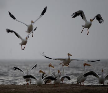 All pelicans in the World that are light feed while swimming, like these White Pelicans. They are generally a bit larger than the dark forms, although nobody told that to the gargantuan Chilean Pelicans!