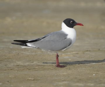 High breeding plumage includes the bill and legs getting red, and this fella is close. Boy, there are a LOT of gulls worldwide with black heads in summer!