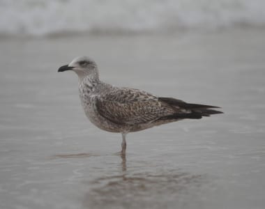 Overlooked by most is an immature Lesser Black-backed Gull, quite similar to the young Herring. Note the black bill and small, rounded head.