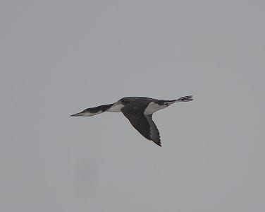 Also a very primitive group, loons fly with their head and neck outstretched. They are large birds with extremely large feet!