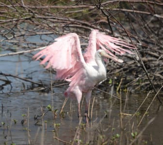 He seems quite triumphant that he’s clean and he only managed to bother every other waterbird there for fifty meters. Those are some sorry looking primaries.