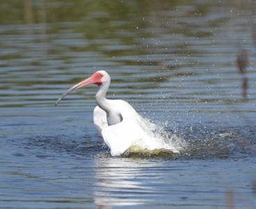 And yes, he inspired this White Ibis to tidy up a bit. Soon, our ibis will achieve high breeding plumage and the face will get reeeeeeally red.