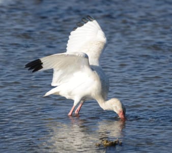 This White Ibis is probing in the oyster reef and he’s got his nictitating membrane over his eyes to protect them against the sharp edges of these bivalves