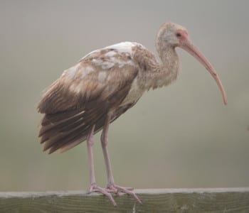 This is the time of year young White Ibis molt into their adult coat, and the back is always the first brown feathers to turn white. Check out how worn the secondaries are.