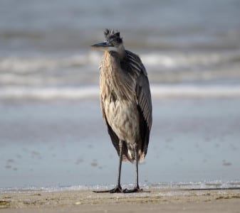 Immature Great Blue Herons lack the fine colors of the adults, but they often accompany adults to the breeding sites.