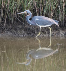 Tri-colored Herons have very long, thin bills for catching the smallest minnows. This bird has yet to achieve its breeding colors.