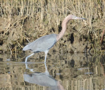 Reddish Egrets are morphing into high breeding plumage now, with flesh-colored bases on bills and cobalt-blue legs.