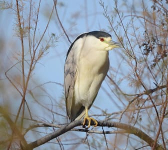 Black-crowned Night-herons have wintered here in small trees, emerging at night to feed. Does the immature also have yellow on the bill?