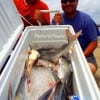 A mess of gafftop heading home with brothers Omar and Chris Arroyo for supper- ALL INVITED