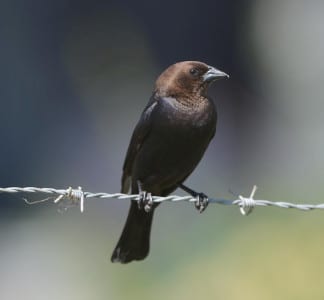 Brown-headed Cowbirds are brood parasites that weren’t a problem until present human agr iculture exploded their population. Now they spend much of the morning mating and females dropping their eggs into other songbird nests. You can see the brown head but now the Bronzed Cowbird has gotten quite regular, and the Shiny isn’t far away!