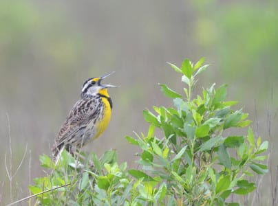 Telling the meadowlarks apart is a lot harder that you might think, unless they call. [Yes, I *know* it’s calling!] Many times, the angle from which we view a bird determines what field marks we use. Note the dark streaks on the side of the subject. That’s an Eastern. It often sings in Baccharis, as that’s the tallest shrub around.