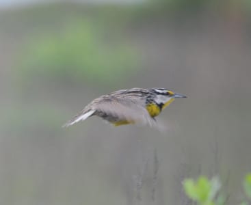 Both meadowlarks are short, stocky birds with white outer tail feathers and stubby wings like starlings. They are both grassland birds and face the fields AWAY from the roads, as they are trying to woo females when they are singing. Their long bills are used to work grass for ‘hoppers, which starlings also do (with similar beaks). It’s called “bill gaping.”