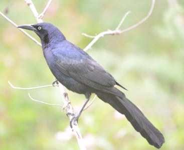 You haven’t had a Great-tailed Grackle from me in a while. There.