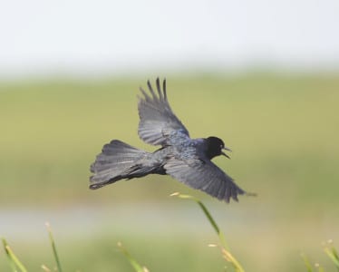 Boat-tailed Grackles west of Florida have brown eyes and all have these rounded heads. They love freshwater marshes and make a var iety of shrieks and whistles. In winter they sometimes roost with great-tails, such as one on Follet’s Island. It’s a good way to compare how one holds its wings higher than the other species while courting.