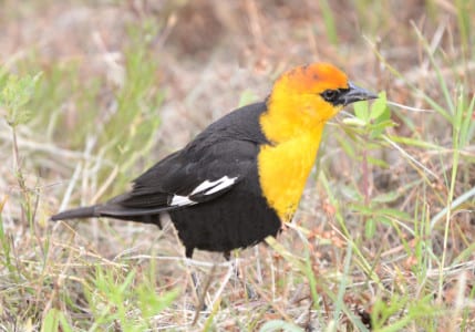 Yellow-headed Blackbirds are Great Plains and western birds, but this one appeared just west of the Bridge between Follet’s and Galveston Islands. It was blind in its left eye and therefore quite tame. Now in the Upper Great Plains, I am seeing them in every cattail marsh, honking and contorting their bodies for their prospective brides.