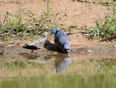 Blue Jays are scarce on Galveston and most are wintering birds from the northern race (subspecies). They are larger and noisier. This bird is a southern bird drinking at a pond in NW Houston, always watchful of predators. They not only mob hawks and owls, they imitate certain hawks, like especially red-shouldereds.