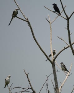 And lastly, a potpourri of songbirds, with three scissor-tails, an Eastern Kingbird and a Bronzed Cowbird* who wants to egg dump their nest. Good luck with that, as most years these two flycatchers don’t stay and nest. But I have had more good birds in that tall, dead tree, and I’d recommend one in your yard. *Note the neck ruff and longish bill.