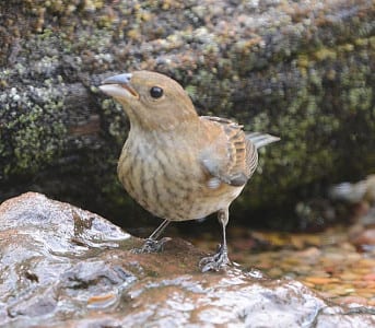 Not all birds fit the profile, and this young Indigo Bunting has a curved top of the bill (like a Varied) and streaks not commonly seen in Indigo Buntings. I did the right thing in taking lotsa pictures, as I was suspicious, but it wasn’t a big deal. Many of the young buntings can be very hard to distinguish