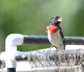 This Rose-breasted Grosbeak is one of the few injured birds I’ve seen flying around, as if it had few cares in the World. It has a chunk taken out of the upper mandible, but seems no worse for the wear. Almost making fun of my photo friends, he’s landed on the top of Alan Murphy’s blind, saying, “shoot me!”