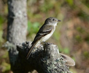 If you know this species, you oughtta be writing your own PDFs. OK, it’s a tiny Least Flycatcher, one of the troublesome Empidonax f lycatchers that confound and confuse birders. Note the oversized head, white eyering (whitest behind the eye), grayish-brown back, active in the open, and they are constantly flitting their wings. Piece of cake…