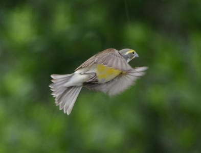 Birds that migrate from continent to continent have more pointed wings than those which stick around North America, or don’t migrate at all. This Dickcissel has gradually longer primaries to the end of the wing, and they mostly fly from well into South America up to the northern United States. The vast majority pass through our area within five days of April 20, perhaps celebrating Earth Day???