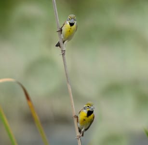 Male Dickcissels are decked out with a black bib, a la meadowlarks. Several others south of the Equator that also live in grasslands have this color scheme, but are not related to the two birds discussed here. This is textbook convergence, in one of the most poignant examples in ornithology. It is the habitat that gives them their similar colors and patterns.