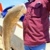 Dennis Young of Highlands TX caught and released this HUGE 37inch Bull Red took on a finger mullet