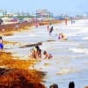 Despite the seaweed families had fun here at Rollover Pass