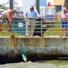 Fellow Angler netting Carol Mathis bull red she took on light tackle fishing shrimp