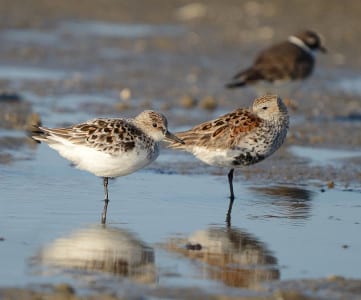 Dunlins (right) and Sander lings (left) are of equal size and are very useful in ascertaining the size and identity of other shorebirds. They are larger than peeps (remember your PDF on peeps) but smaller than dowitchers, knots, black-bellies and a few others. They are also the same size as several of the “ringed” plovers (see Semipalmated behind them), and are abundant enough that they are always around to compare with troublesome species. Dunlins are more on the Bay side (mud flats) and Sanderlings are more common on the Gulf beaches. And obviously, these two are well along into breeding plumage, with the Sanderling getting its brownish back and the Dunlin, its red back and black belly. The Dunlins have a longer, droopy bill than the Sanderling.