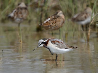 Another bird near the size of dowitchers (perhaps more slender) is Wilson’s Phalaropes, a fairly common spring migrant after mid-April. They have lobed toes like coots & grebes and swim, spin and dab as well as any bird. Recall that the phalaropes are the shorebirds in which females are larger and more colorful, and take a harem of several males. The females migrate first, which may explain why the males won’t stop for directions. Below are some of mixed gender at Brazoria NWR.