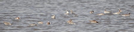 Larger Sandpipers13