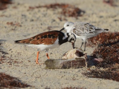 As you can see, Ruddy Turnstones are a tad larger than Sander lings (or Dunlins), and are therefore dominant over the smaller sandpipers. This one is very close to full breeding plumage, while the Sanderling isn’t even close. These two species often pick at dead fish and other carcasses on the beach, and their short bills actually improve scavenging.