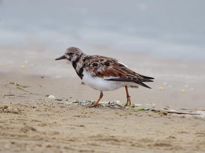 Larger Sandpipers16