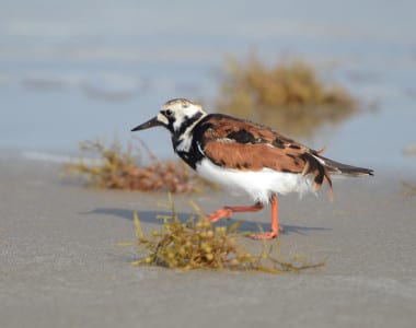 Turnstones also run from one clump of grass to another, looking for stranded invertebrate life, as they don’t feed well in the water itself. This is Sargassum Weed, red algae of the Middle Atlantic. Those gas bladders that keep it afloat look like berries! This “sea weed” begins washing in when the south winds become dominant in late April (last year, early May). So it keeps washing in into the summer, though our shorebirds are gone.