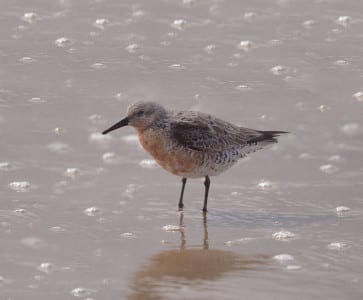 A dowitcher-sized sandpiper with a short bill is a Red Knot, and this one is changing color as spring wears on. I often think they should be called the Very Short-billed Dowitcher! They eat a fair number of Coquina, WHICH I ERRONEOUSLY CALLED PERIWINKLES IN MY OTHER SHOREBIRD POST! [Hey, at least I got the Latin name correct! LOL] Periwinkles are, of course, the snails that live on salt marsh grass and eat the bacteria off the plant. They are the genus Littorina.