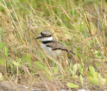 We only have one breeding plover and one sandpiper* in our area, and the plover is the Killdeer. They are tiny replicas of their parents, racing around fields and lawns, trying to avoid cats and dogs. *We also have breeding stilts, in a separate family. Fact is, most of our shorebirds go well north of here, w/ the majority of sandpipers nesting in the Arctic.