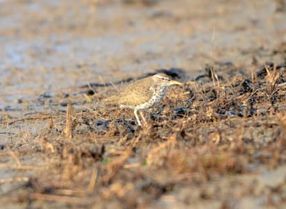 Normally seen in freshwater but recently on marine shores as they migrate, are Spotted Sandpipers. A wary bird that flies with “stiff” wings (also while whistling), the Spotted bobs its entire rear end “endlessly” and loves seawalls and docks. They are quite common in winter, but (this is an old story) they leave early in spring and in a few weeks these later birds pass through from much further south.