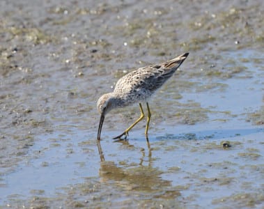 The well-named Stilt Sandpiper needs its long bill to overcome its long legs! Dowitchers only bend over “halfway” usually so these guys stick out considerably in a crowd. Their rufous cheek is also a good field mark and in the air, the white rump patch is even better. These Arctic nesters are pretty common in late spring and may be seen as circum-Gulf migrants, along with BN Stilts, Lesser YLs, Wilson’s Phalaropes and one other piper I can’t seem to remember right now!