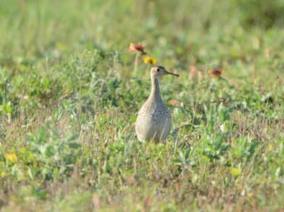 A confirmed grasspiper, the Upland Sandpiper inhabits fields and pastures in much of April, often exciting FeatherFest participants (flocking with Golden Plovers). Being a visual feeder, they have very large eyes, unlike most sandpipers who probe for a living (which they could do blind). You gotta love those Indian Blankets behind the bird (FSU colors!). This is the field Eskimo Curlews were last seen in, on Settegast Road.