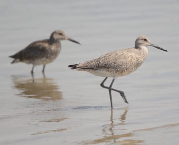 For those of you interested in the Willet split, here’s your Eastern Willet right behind a Western Willet – both in full breeding plumage. Note how godwit-like the Western is, lighter gray (not as heavily marked), with a longer, thinner bill and body. Their lighter color suggests the absence of heavy markings, and they are more at home in the water than the Easterns, whose staple diet is fiddler crabs.